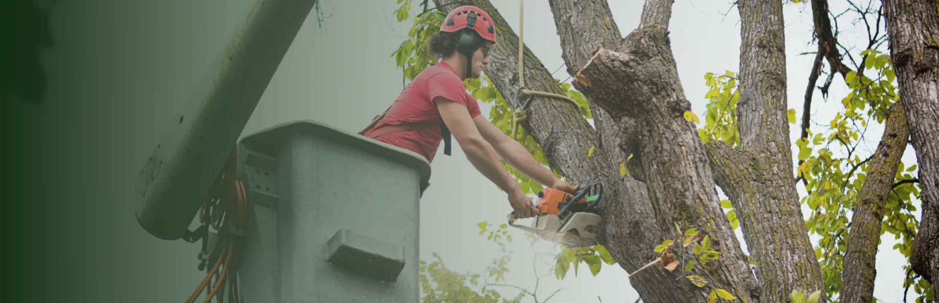 Tree Services breadcrumb hero